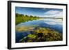 Pond with Water Lilies and Grass at Sunny Summer Day-Dudarev Mikhail-Framed Photographic Print