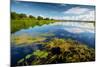 Pond with Water Lilies and Grass at Sunny Summer Day-Dudarev Mikhail-Mounted Photographic Print