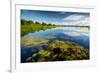 Pond with Water Lilies and Grass at Sunny Summer Day-Dudarev Mikhail-Framed Photographic Print