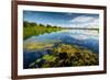 Pond with Water Lilies and Grass at Sunny Summer Day-Dudarev Mikhail-Framed Photographic Print