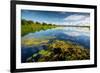 Pond with Water Lilies and Grass at Sunny Summer Day-Dudarev Mikhail-Framed Photographic Print