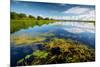 Pond with Water Lilies and Grass at Sunny Summer Day-Dudarev Mikhail-Mounted Photographic Print