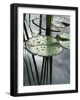 Pond with Water Lily-Anna Miller-Framed Photographic Print