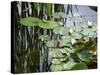 Pond with Waterlily-Anna Miller-Stretched Canvas