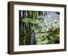 Pond with Waterlily-Anna Miller-Framed Photographic Print