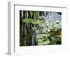 Pond with Waterlily-Anna Miller-Framed Photographic Print