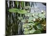 Pond with Waterlily-Anna Miller-Mounted Photographic Print