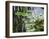 Pond with Waterlily-Anna Miller-Framed Photographic Print