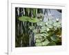 Pond with Waterlily-Anna Miller-Framed Photographic Print