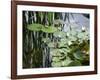 Pond with Waterlily-Anna Miller-Framed Photographic Print