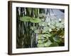 Pond with Waterlily-Anna Miller-Framed Photographic Print