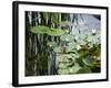 Pond with Waterlily-Anna Miller-Framed Photographic Print