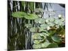 Pond with Waterlily-Anna Miller-Mounted Photographic Print