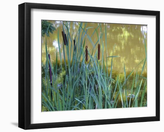 Pond-Anna Miller-Framed Photographic Print