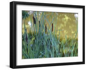 Pond-Anna Miller-Framed Photographic Print