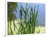 Pond-Anna Miller-Framed Photographic Print