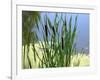 Pond-Anna Miller-Framed Photographic Print