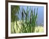 Pond-Anna Miller-Framed Photographic Print