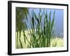 Pond-Anna Miller-Framed Photographic Print