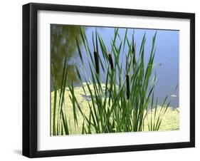 Pond-Anna Miller-Framed Photographic Print