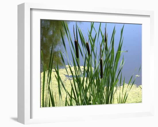 Pond-Anna Miller-Framed Photographic Print