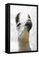 Pondering Llama-Marcus Prime-Framed Stretched Canvas