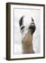 Pondering Llama-Marcus Prime-Framed Photographic Print