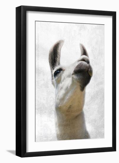 Pondering Llama-Marcus Prime-Framed Photographic Print