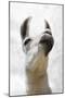 Pondering Llama-Marcus Prime-Mounted Photographic Print