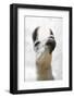 Pondering Llama-Marcus Prime-Framed Photographic Print