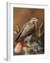 Ponderosa Hunter-Trevor V. Swanson-Framed Giclee Print