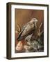 Ponderosa Hunter-Trevor V. Swanson-Framed Giclee Print