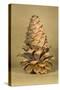 Ponderosa Pine Cone-Buddy Mays-Stretched Canvas