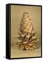 Ponderosa Pine Cone-Buddy Mays-Framed Stretched Canvas