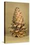 Ponderosa Pine Cone-Buddy Mays-Stretched Canvas