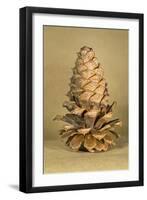 Ponderosa Pine Cone-Buddy Mays-Framed Premium Photographic Print