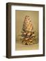 Ponderosa Pine Cone-Buddy Mays-Framed Photographic Print