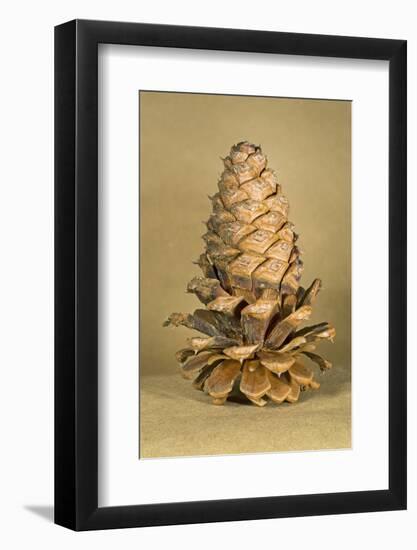 Ponderosa Pine Cone-Buddy Mays-Framed Photographic Print