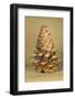 Ponderosa Pine Cone-Buddy Mays-Framed Photographic Print