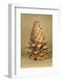 Ponderosa Pine Cone-Buddy Mays-Framed Photographic Print