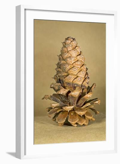 Ponderosa Pine Cone-Buddy Mays-Framed Photographic Print