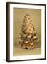 Ponderosa Pine Cone-Buddy Mays-Framed Photographic Print
