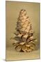 Ponderosa Pine Cone-Buddy Mays-Mounted Photographic Print