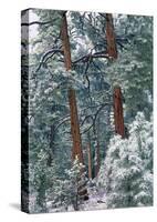 Ponderosa Pine forest after fresh snowfall, Rocky Mountain NP, Colorado-Tim Fitzharris-Stretched Canvas