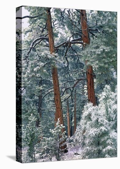 Ponderosa Pine forest after fresh snowfall, Rocky Mountain NP, Colorado-Tim Fitzharris-Stretched Canvas