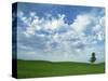 Ponderosa Pine in Wheat Field, Spokane County, Washington, USA-Charles Gurche-Stretched Canvas