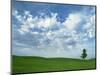 Ponderosa Pine in Wheat Field, Spokane County, Washington, USA-Charles Gurche-Mounted Photographic Print