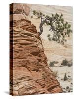 Ponderosa Pine on Sandstone Cone, Zion National Park, Utah, United States of America, North America-Jean Brooks-Stretched Canvas