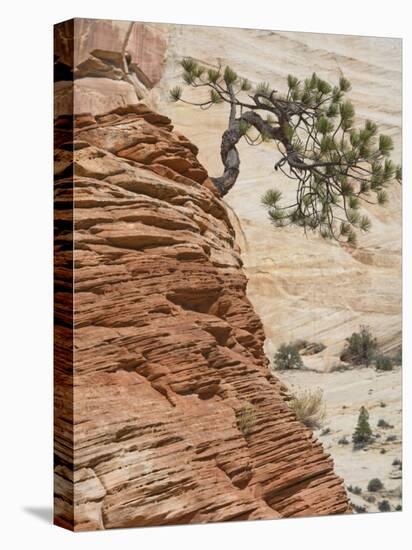 Ponderosa Pine on Sandstone Cone, Zion National Park, Utah, United States of America, North America-Jean Brooks-Stretched Canvas