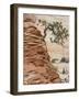 Ponderosa Pine on Sandstone Cone, Zion National Park, Utah, United States of America, North America-Jean Brooks-Framed Photographic Print